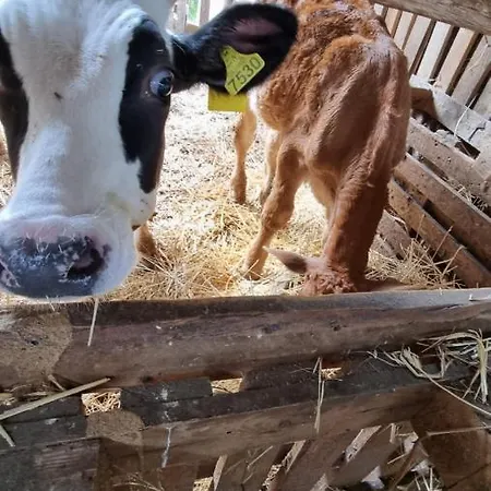 Le Colonne Di Cesare