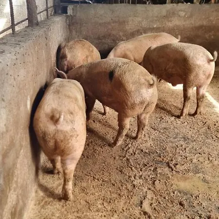 Le Colonne Di Cesare