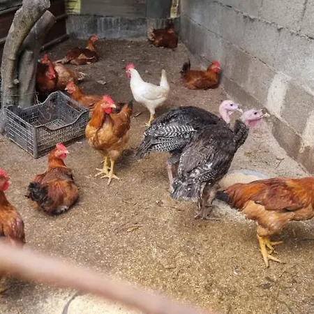 Oda ve Kahvaltı Le Colonne Di Cesare 3*